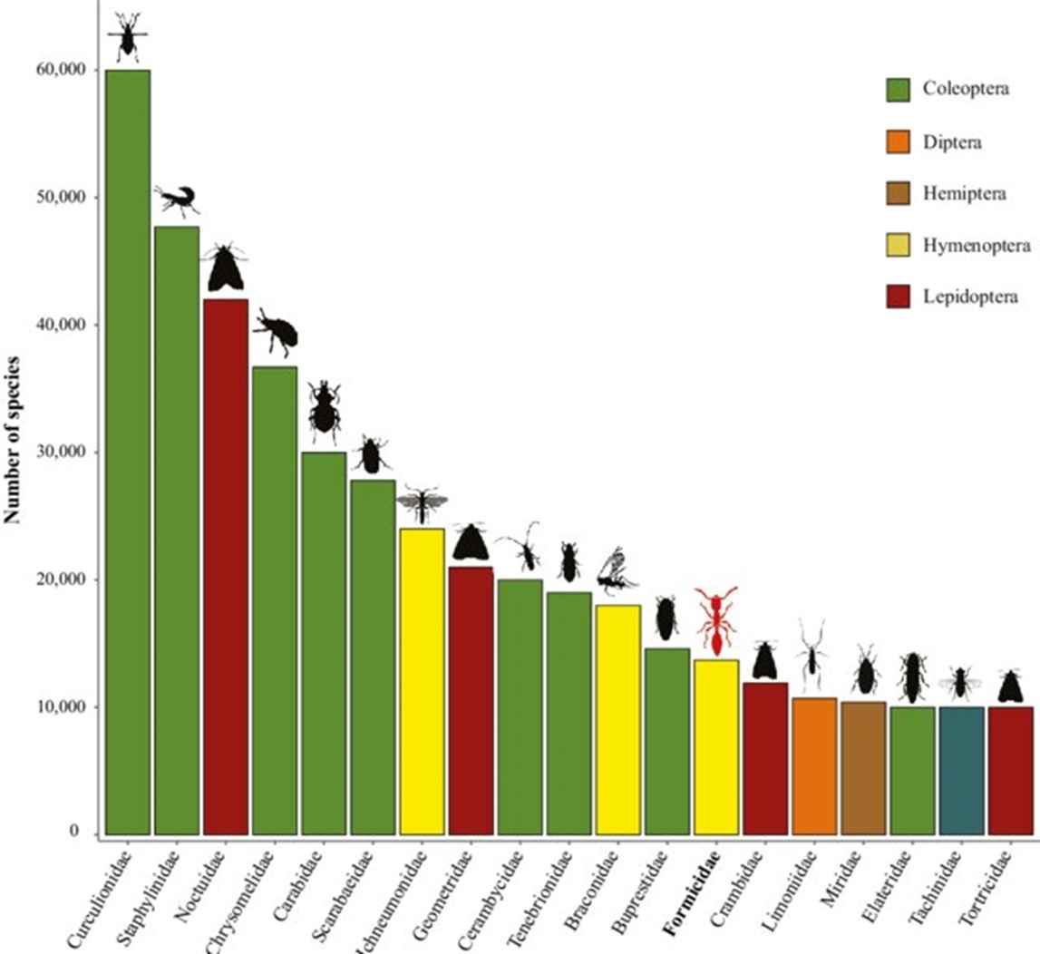 Graph showing the most species rich insect families in the world