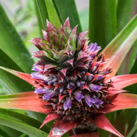 Plant Biodiversity and Habitat Assessment Methods (5-week)