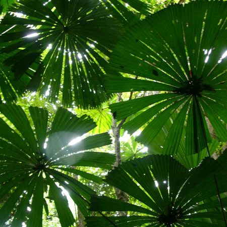 Data Analysis in Ecology: Statistics for Ecologists & Field Biologists (5-week)