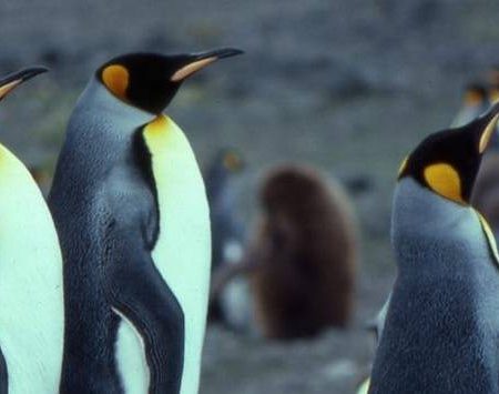 Bird Biodiversity and Population Monitoring Methods