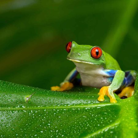 Fish and Amphibian Survey Methods