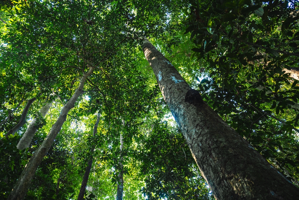 tropical forest background, natural forestation preservation scene with canopy tree in the wild,