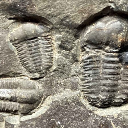 Fossils and Ancient Life