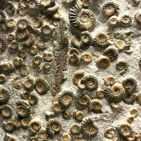 Fossils and the History of Life