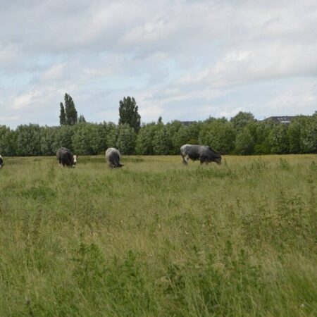 Natural History of Port Meadow