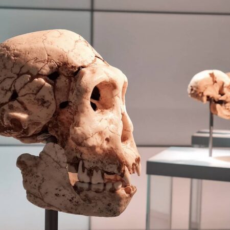 Origins of Human Behaviour