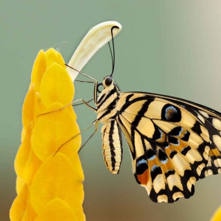 Invertebrate Biodiversity and Population Monitoring Methods