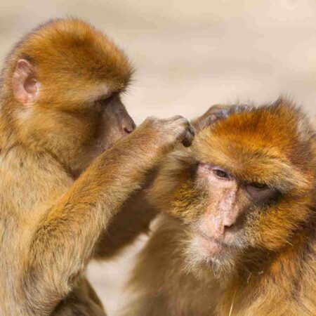 Animal Behaviour: An Introduction